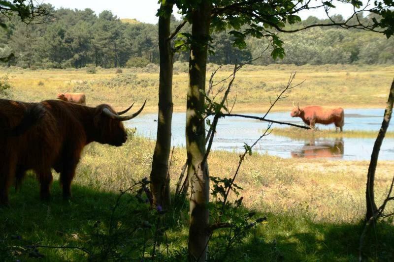 La Tulipe Leilighet Egmond aan den Hoef Eksteriør bilde